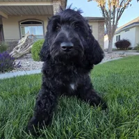 Jet, a male Goldendoodle for sale in Twin Falls, ID – 1 of 7