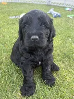 Jet, a male Goldendoodle for sale in Twin Falls, ID – 1 of 1