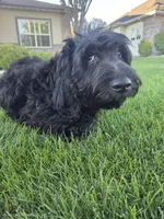 Jet, a male Goldendoodle for sale in Twin Falls, ID – 3 of 7