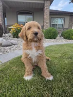 Benny, a male Goldendoodle for sale in Twin Falls, ID – 2 of 3