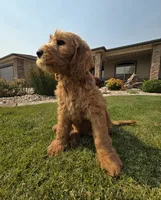 Peanut, a male Goldendoodle for sale in Twin Falls, ID – 3 of 6