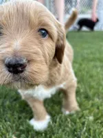 Benny, a male Goldendoodle for sale in Twin Falls, ID – 3 of 3
