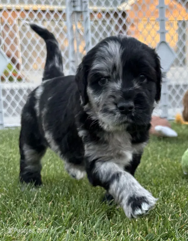 Ash – Goldendoodle puppy for sale in Twin Falls, ID