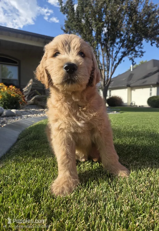 Tater (tot) – Goldendoodle puppy for sale in Twin Falls, ID