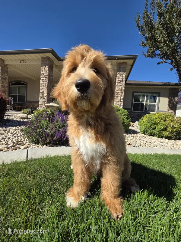 Benny – Goldendoodle puppy for sale in Twin Falls, ID
