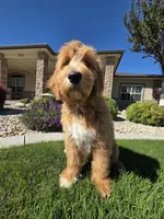 Benny, a male Goldendoodle for sale in Twin Falls, ID – 1 of 6
