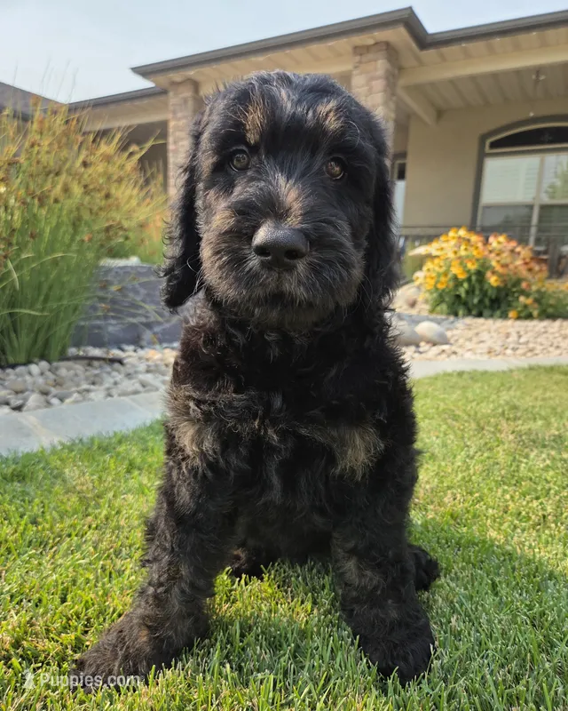 Jasper – Goldendoodle puppy for sale in Twin Falls, ID