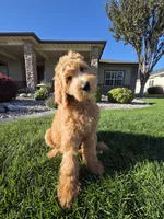 Peanut, a male Goldendoodle for sale in Twin Falls, ID – 4 of 10