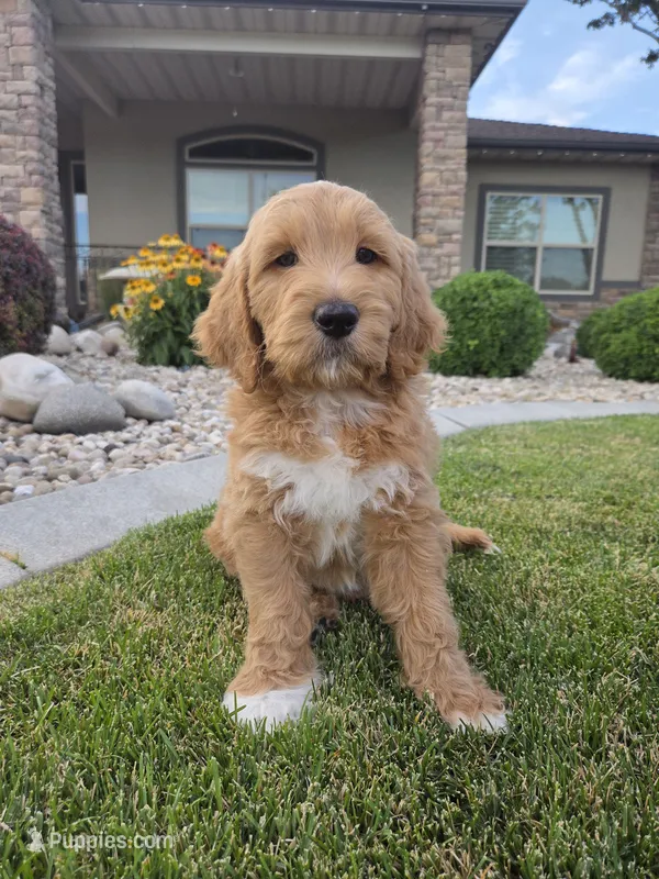 Benny – Goldendoodle puppy for sale in Twin Falls, ID
