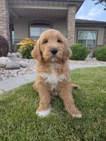 Benny, a male Goldendoodle for sale in Twin Falls, ID – 1 of 3