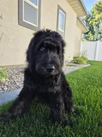 Jasper, a male Goldendoodle for sale in Twin Falls, ID – 2 of 6