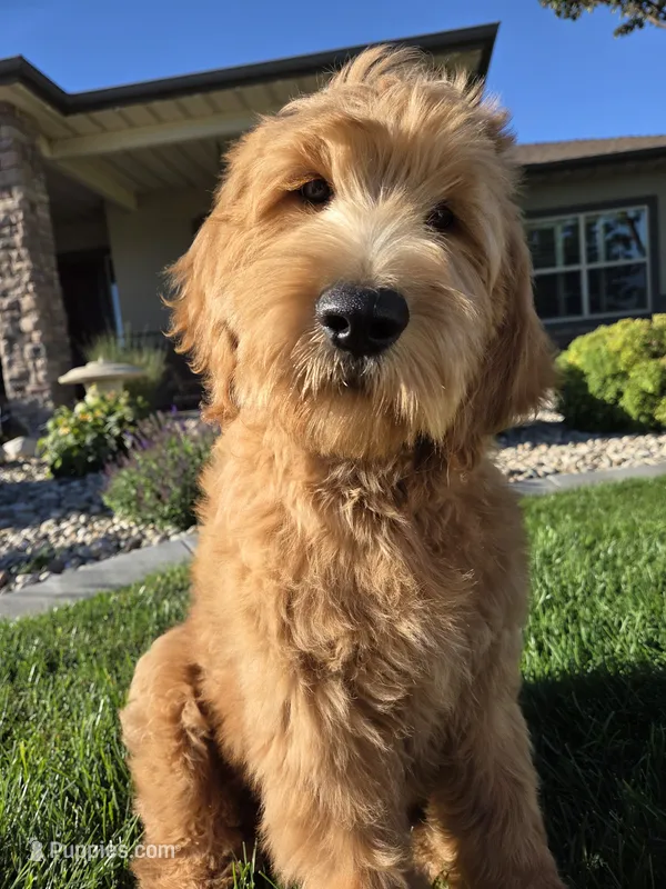 Peanut – Goldendoodle puppy for sale in Twin Falls, ID