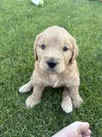 Tater (tot), a male Goldendoodle for sale in Twin Falls, ID – 3 of 3
