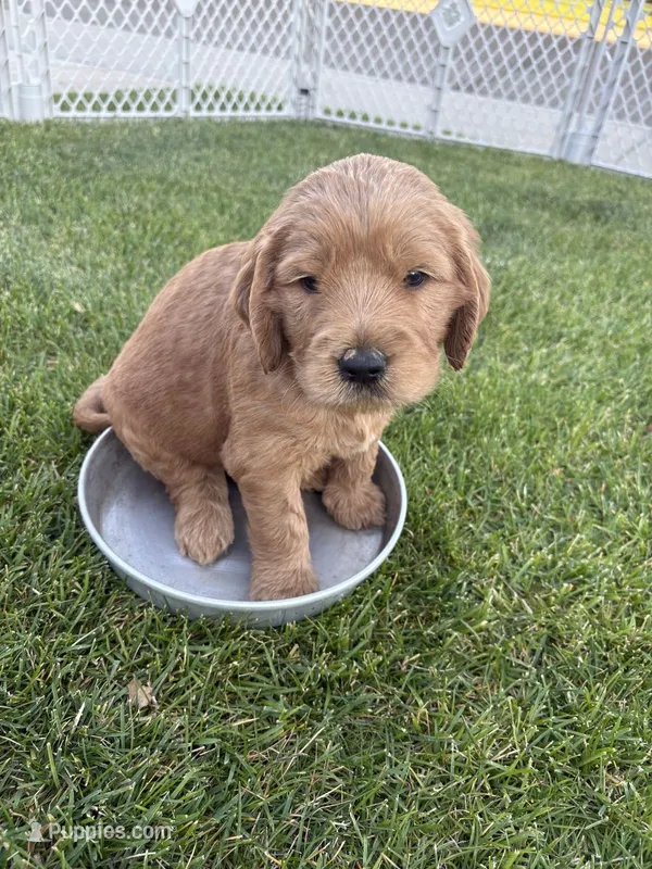 Peanut – Goldendoodle puppy for sale in Twin Falls, ID