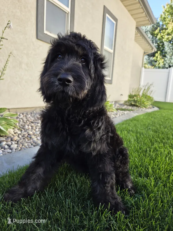 Jasper – Goldendoodle puppy for sale in Twin Falls, ID