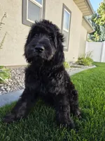 Jasper, a male Goldendoodle for sale in Twin Falls, ID – 1 of 6