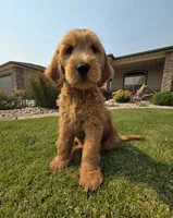 Peanut, a male Goldendoodle for sale in Twin Falls, ID – 2 of 6