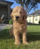Tater (tot), a male Goldendoodle for sale in Twin Falls, ID – 2 of 3
