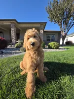 Peanut, a male Goldendoodle for sale in Twin Falls, ID – 3 of 10