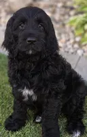 Emma, a female Goldendoodle for sale in Twin Falls, ID – 4 of 5