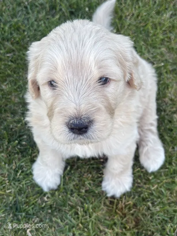 Butters – Goldendoodle puppy on hold in Twin Falls, ID