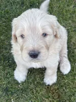 Butters, a male Goldendoodle for sale in Twin Falls, ID – 1 of 1