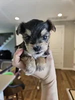 Bella, a female Yorkshire Terrier for sale in Everett, WA – 4 of 5