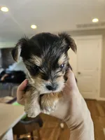 Bella, a female Yorkshire Terrier for sale in Everett, WA – 3 of 5