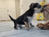 Bella, a female Yorkshire Terrier for sale in Everett, WA – 5 of 5