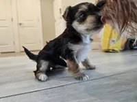 Bella, a female Yorkshire Terrier for sale in Everett, WA – 2 of 5