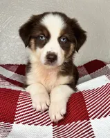 Chocolate Tri Nostra, a female Australian Shepherd for sale in Frostproof, FL – 6 of 7
