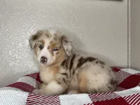 Red Merle Nostra, a male Australian Shepherd for sale in Frostproof, FL – 2 of 6