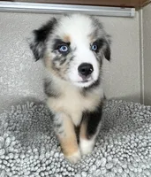 Blue Merle Acuarela, a male Australian Shepherd for sale in Frostproof, FL – 1 of 8