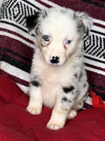 No name, a male Australian Shepherd for sale in Lake Wales, FL – 2 of 5