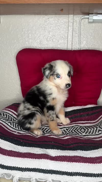 No name, a female Australian Shepherd for sale in Lake Wales, FL – 5 of 5