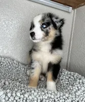 Blue Merle Acuarela, a male Australian Shepherd for sale in Frostproof, FL – 6 of 8