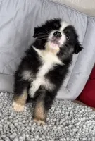 No name, a male Australian Shepherd for sale in Lake Wales, FL – 3 of 5