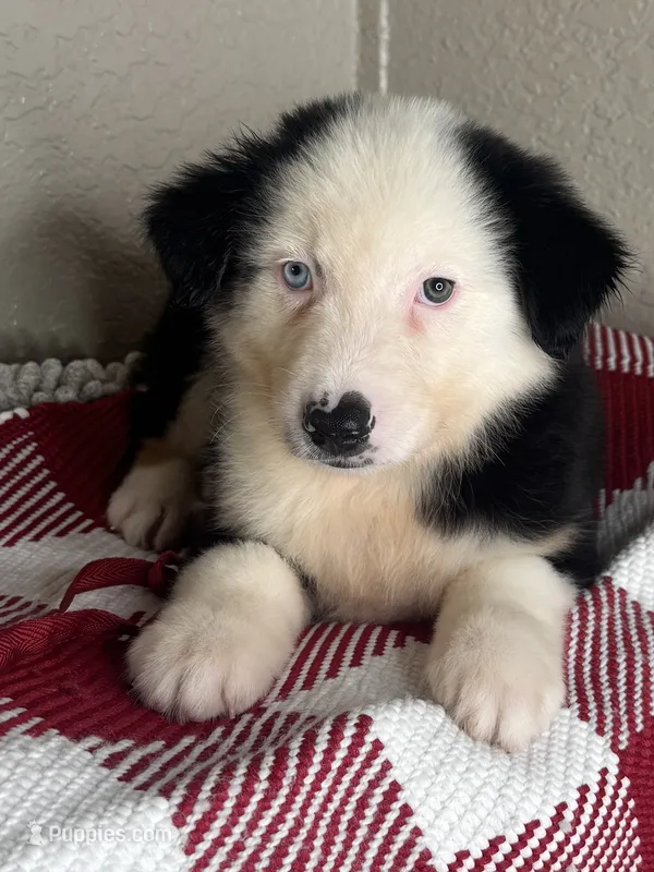 Black Tri Nostra, a male Australian Shepherd for sale in Frostproof, FL – 1 of 4