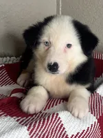 Black Tri Nostra, a male Australian Shepherd for sale in Frostproof, FL – 1 of 4