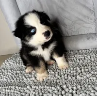 No name, a male Australian Shepherd for sale in Lake Wales, FL – 3 of 5