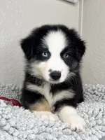 Black Tri Acuarela , a male Australian Shepherd for sale in Frostproof, FL – 3 of 8