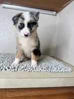 Blue Merle  Chipa , a female Australian Shepherd for sale in Frostproof, FL – 2 of 4