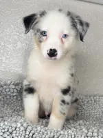 Blue Merle Acuarela, a male Australian Shepherd for sale in Frostproof, FL – 4 of 7