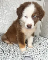 Chocolate Tri Nostra, a male Australian Shepherd for sale in Frostproof, FL – 5 of 6