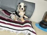 No name, a male Australian Shepherd for sale in Lake Wales, FL – 6 of 6