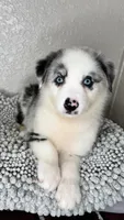 Blue Merle Acuarela , a female Australian Shepherd for sale in Frostproof, FL – 5 of 9