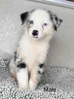 Blue Merle Acuarela, a male Australian Shepherd for sale in Frostproof, FL – 2 of 7