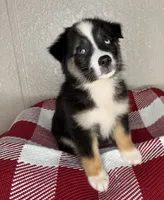 Black Tri Nostra, a female Australian Shepherd for sale in Frostproof, FL – 6 of 6