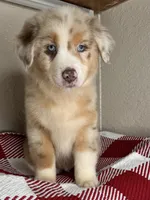 Red Merle Nostra, a male Australian Shepherd for sale in Frostproof, FL – 4 of 6