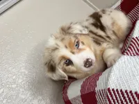 Red Merle Nostra, a male Australian Shepherd for sale in Frostproof, FL – 5 of 6